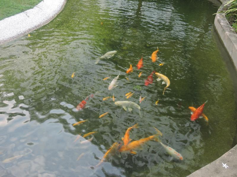 The Millen Penang, Autograph Collection Hotel George Town Buitenkant foto Koi in a pond