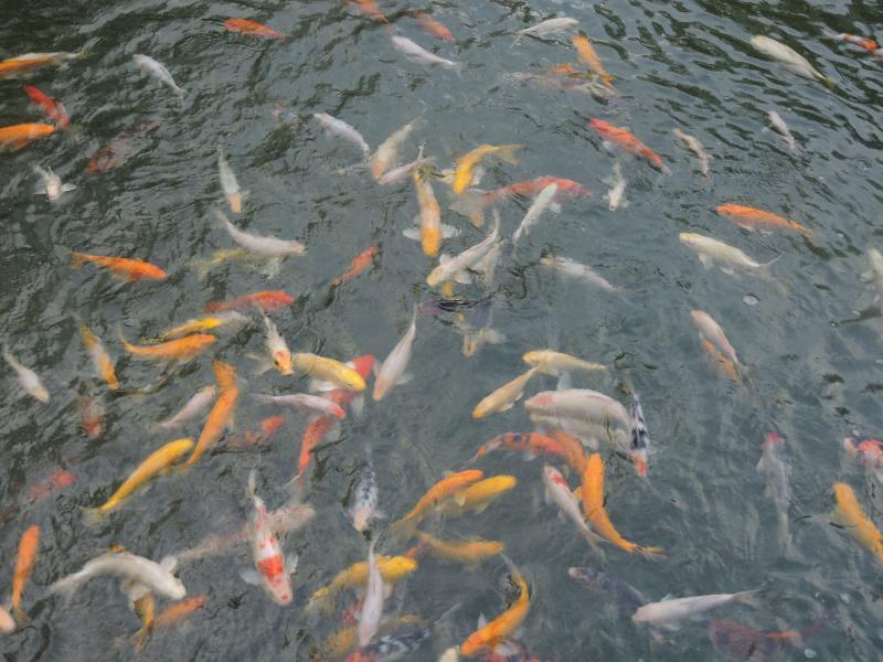 The Millen Penang, Autograph Collection Hotel George Town Buitenkant foto Goldfish